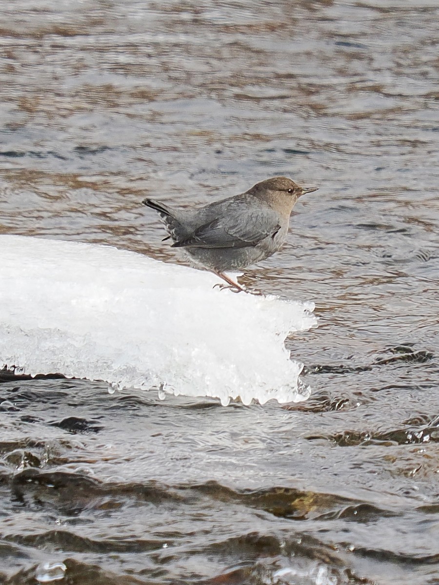 American Dipper - ML647696833