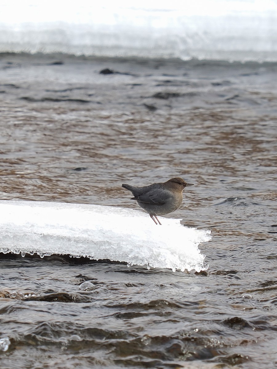 American Dipper - ML647696834