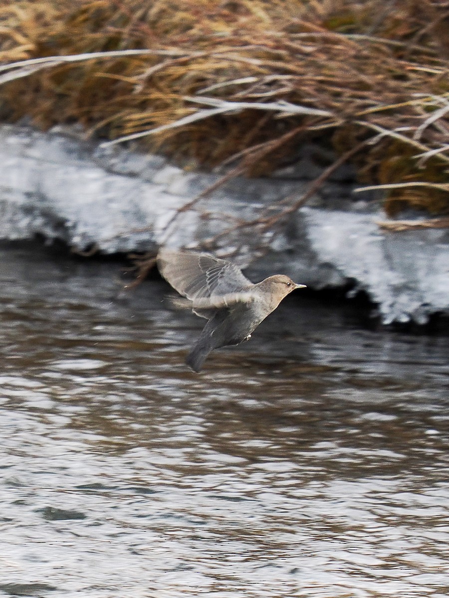 American Dipper - ML647696836