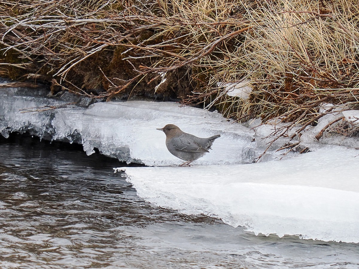 American Dipper - ML647696837