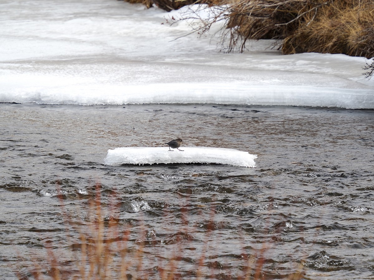 American Dipper - ML647696838