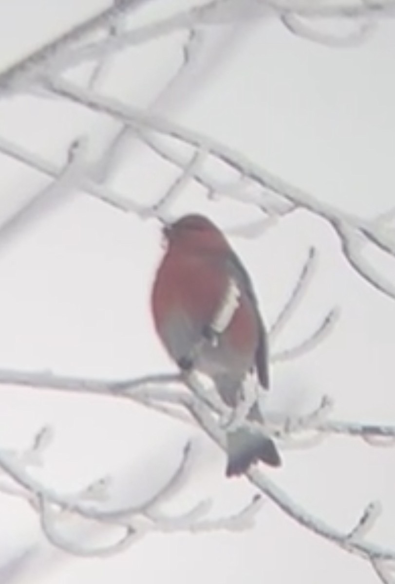 Hakengimpel - ML647696871