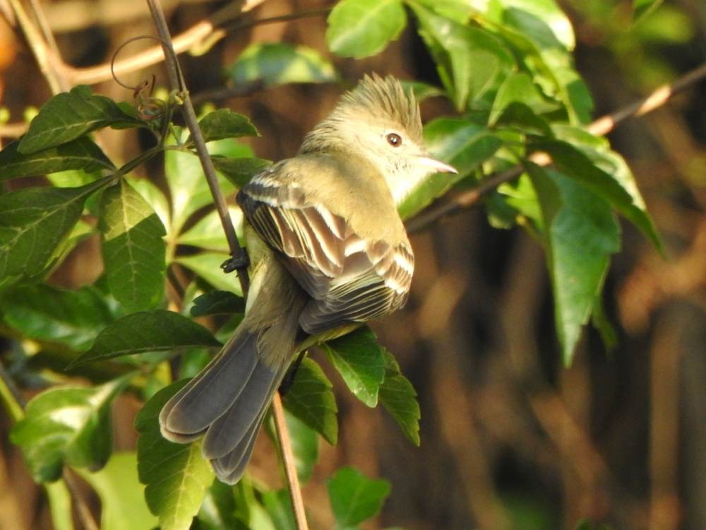 Yellow-bellied Elaenia - ML647696874
