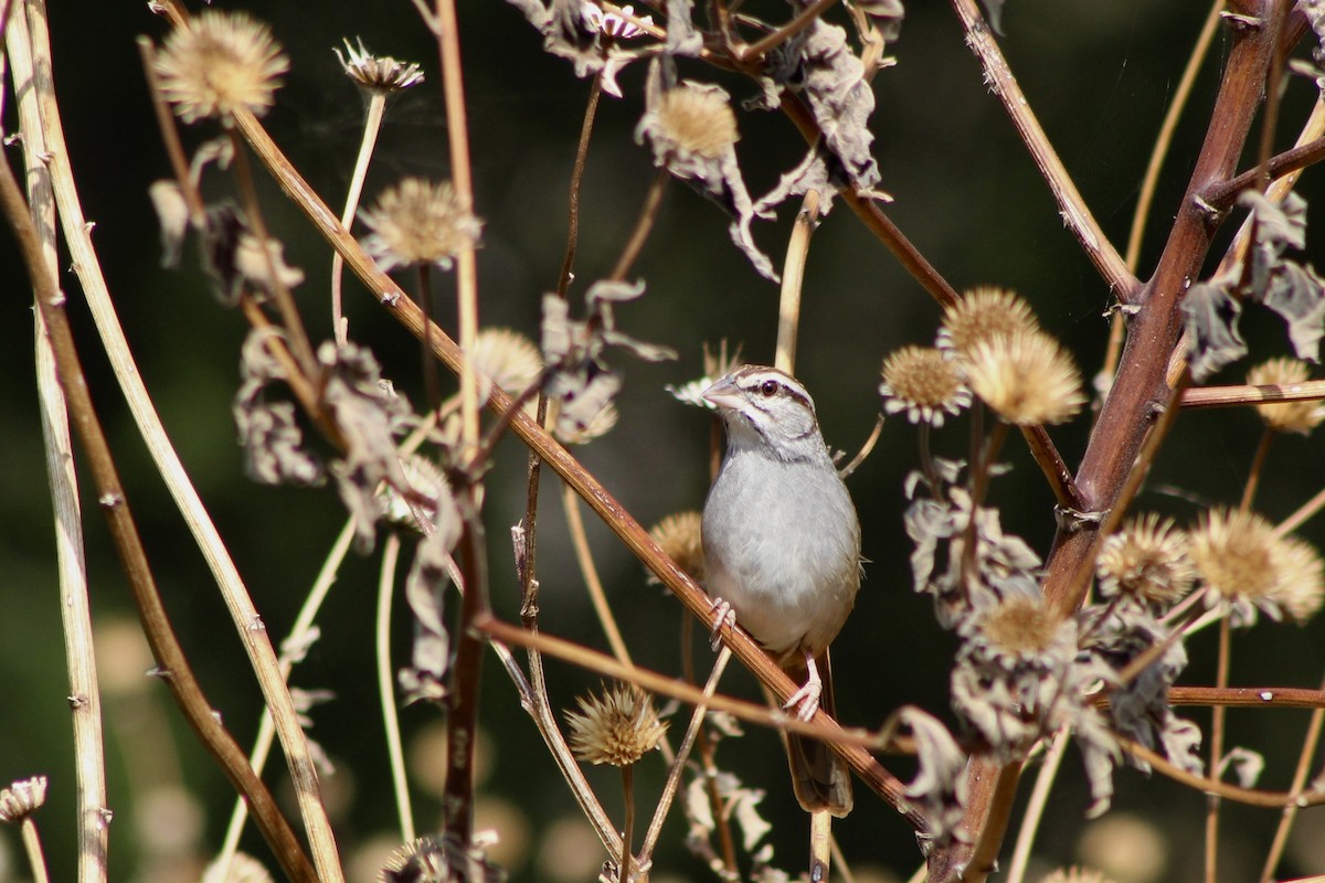 Рыжехвостая овсянка - ML647696892
