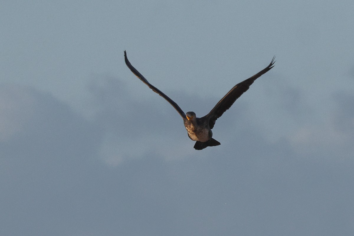 kormorán velký - ML647696895