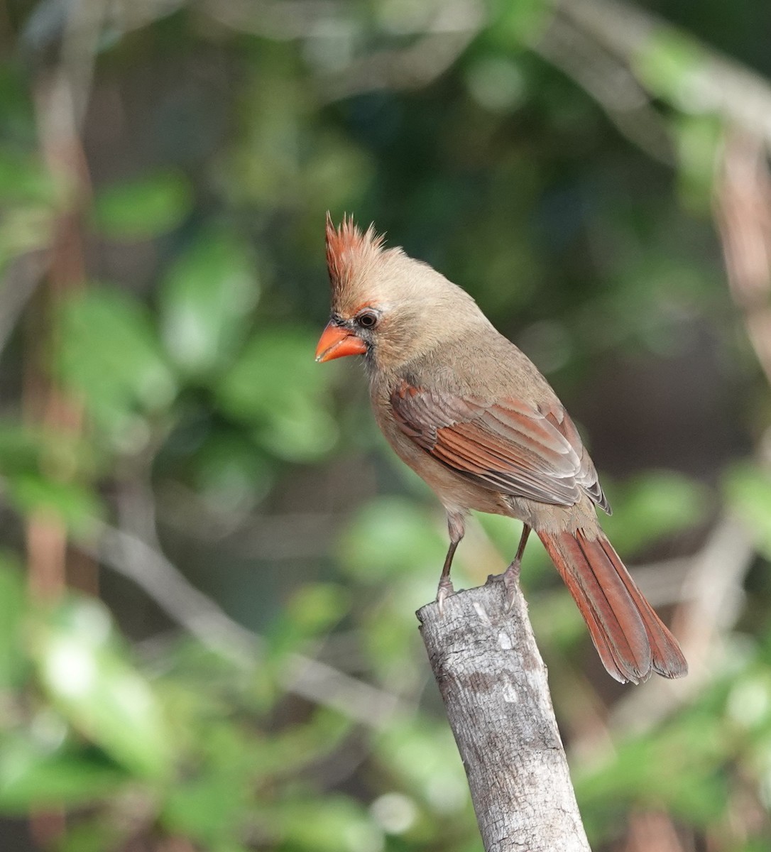 Cardinal rouge - ML647696899