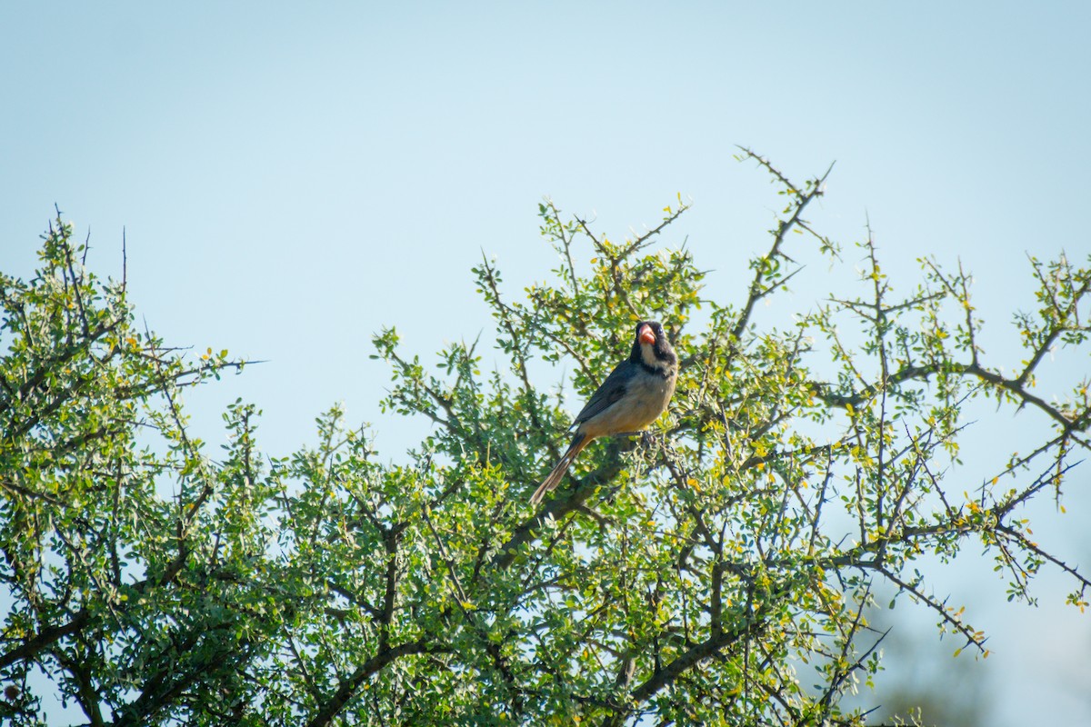 Golden-billed Saltator - ML647696924