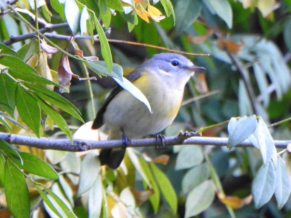 Kızıl Kuyruklu Ötleğen - ML647696928