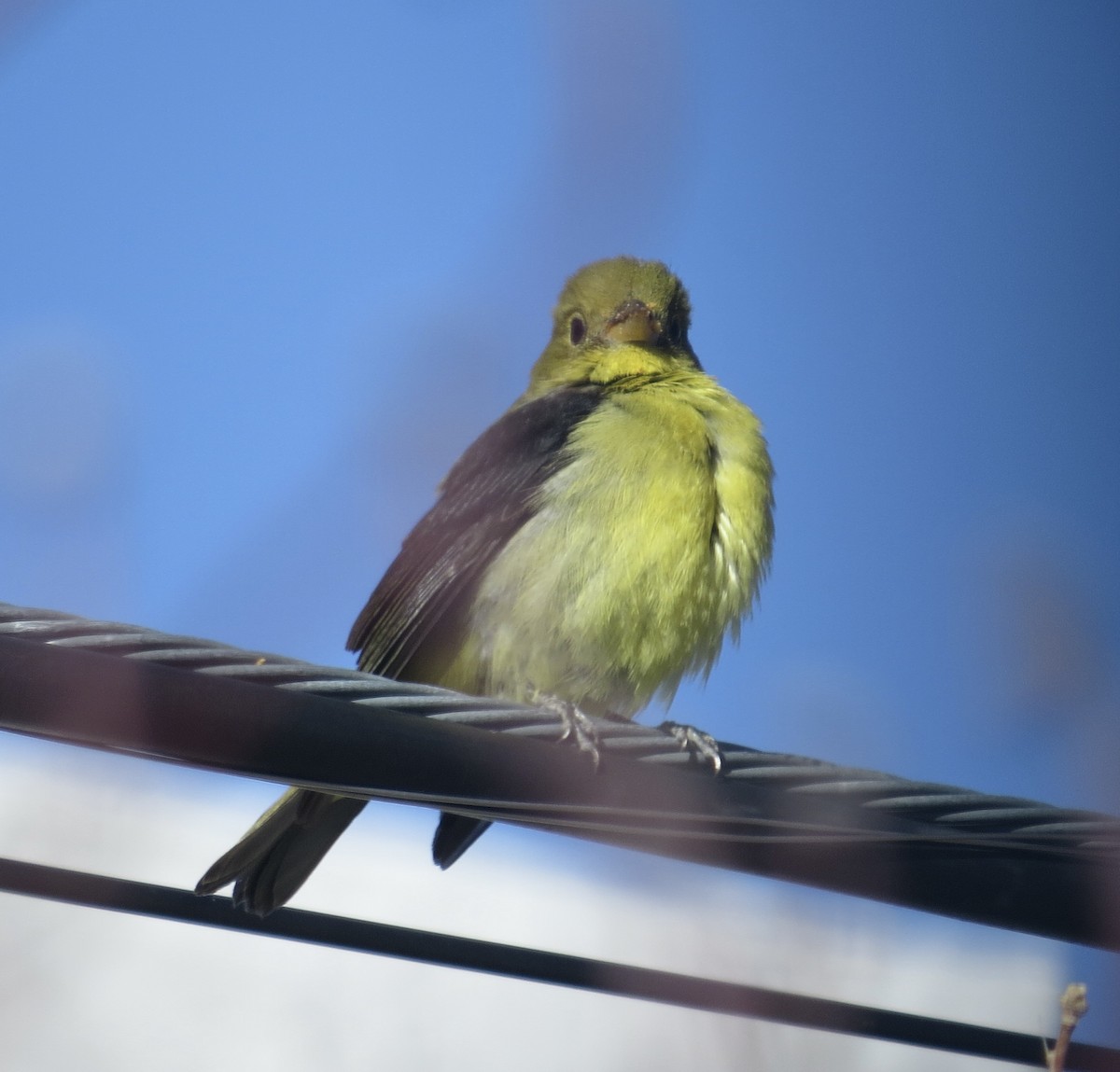 Scarlet Tanager - ML647696932