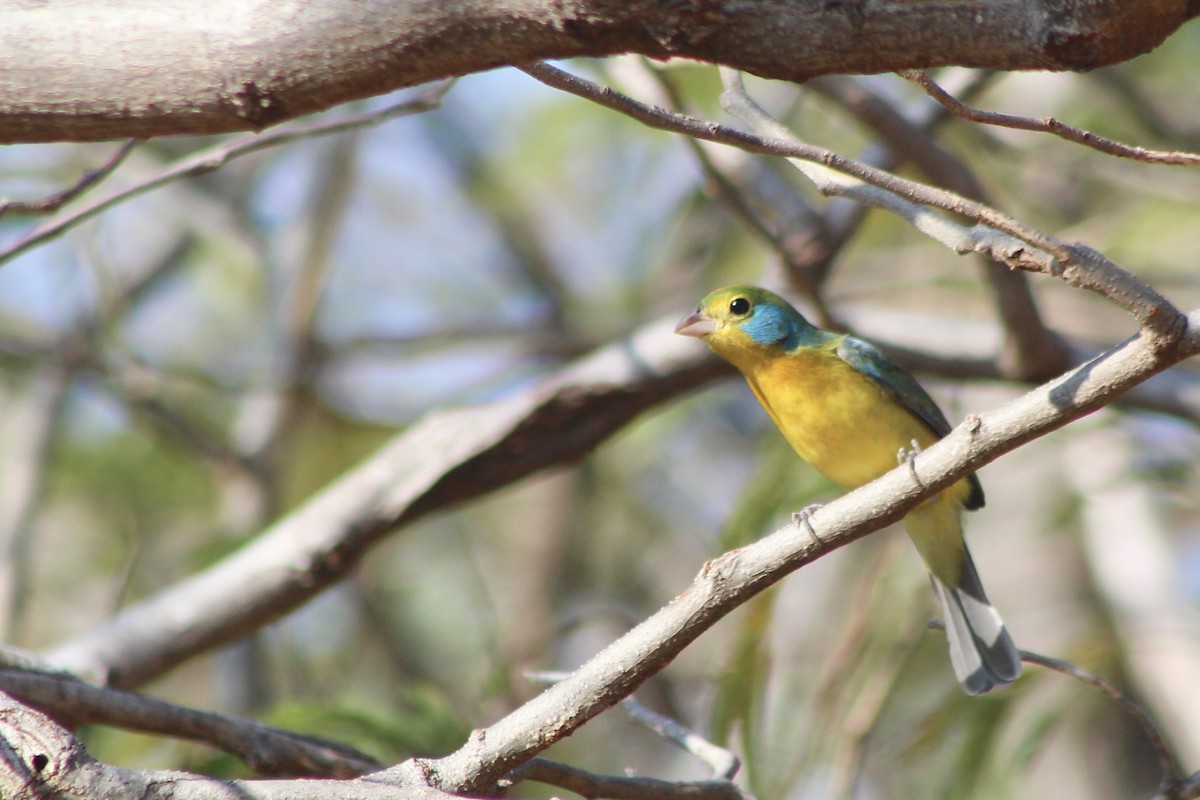 Скригнатка жовтогруда - ML647696942