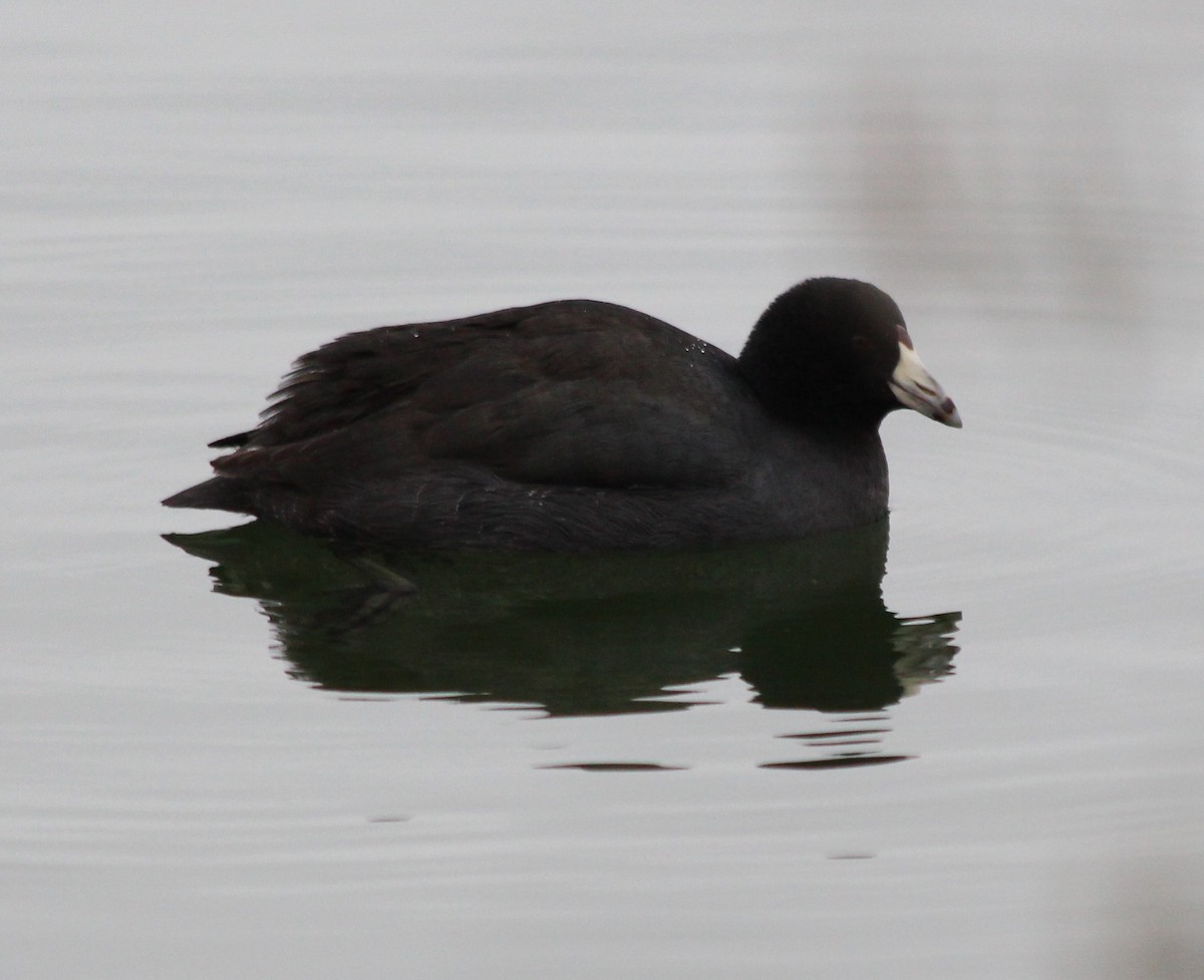 Лиска американська - ML647696944