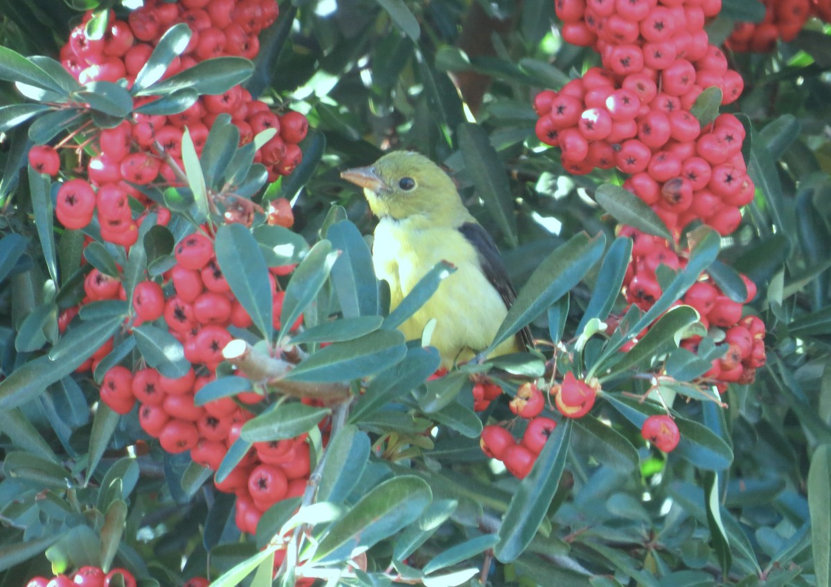 Scarlet Tanager - ML647696947