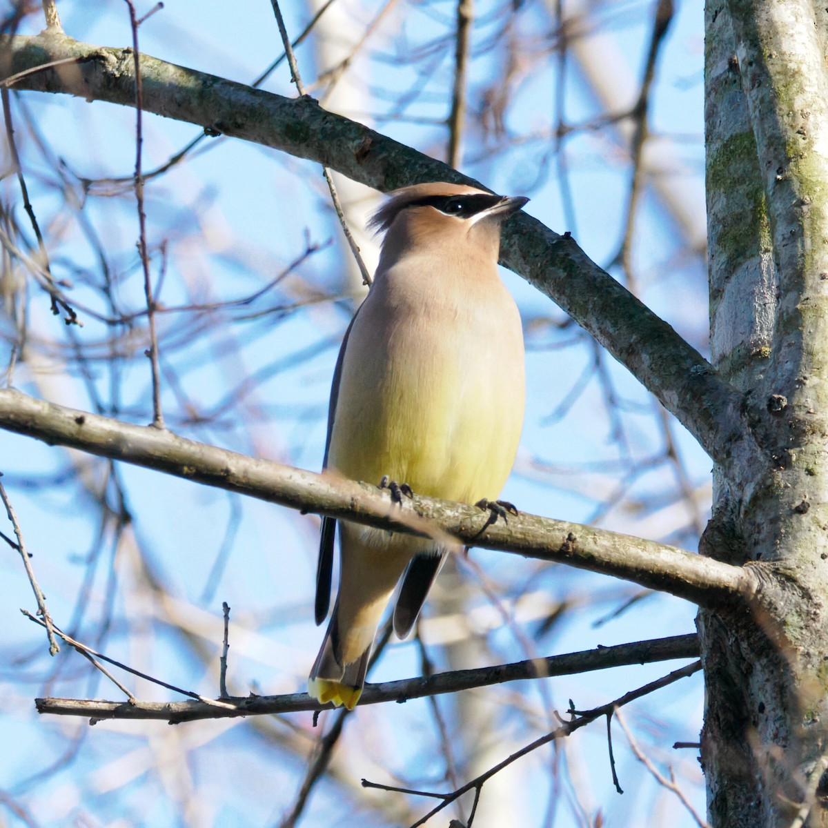 Cedar Waxwing - ML647696964