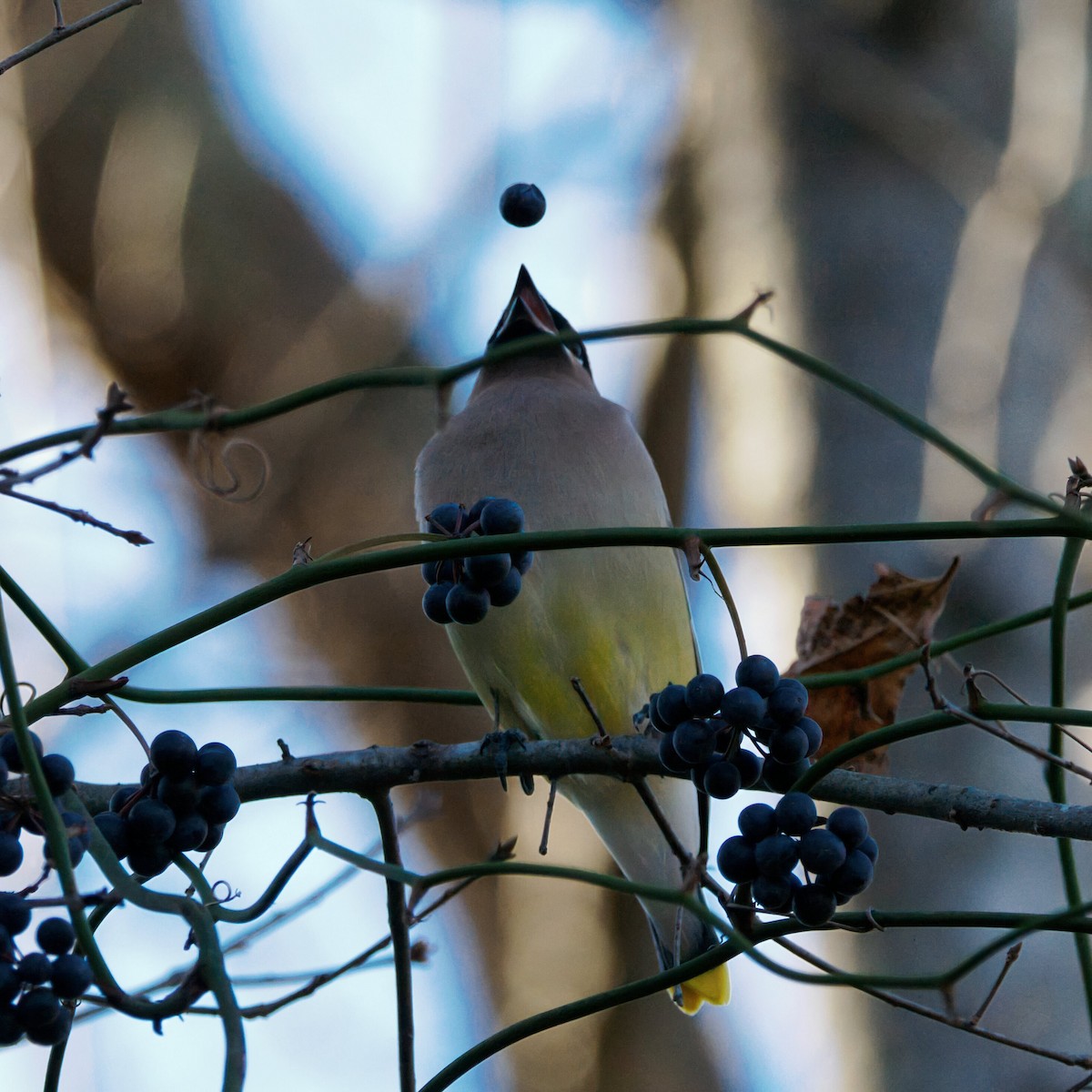Cedar Waxwing - ML647696965