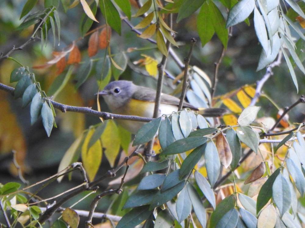 Kızıl Kuyruklu Ötleğen - ML647696967