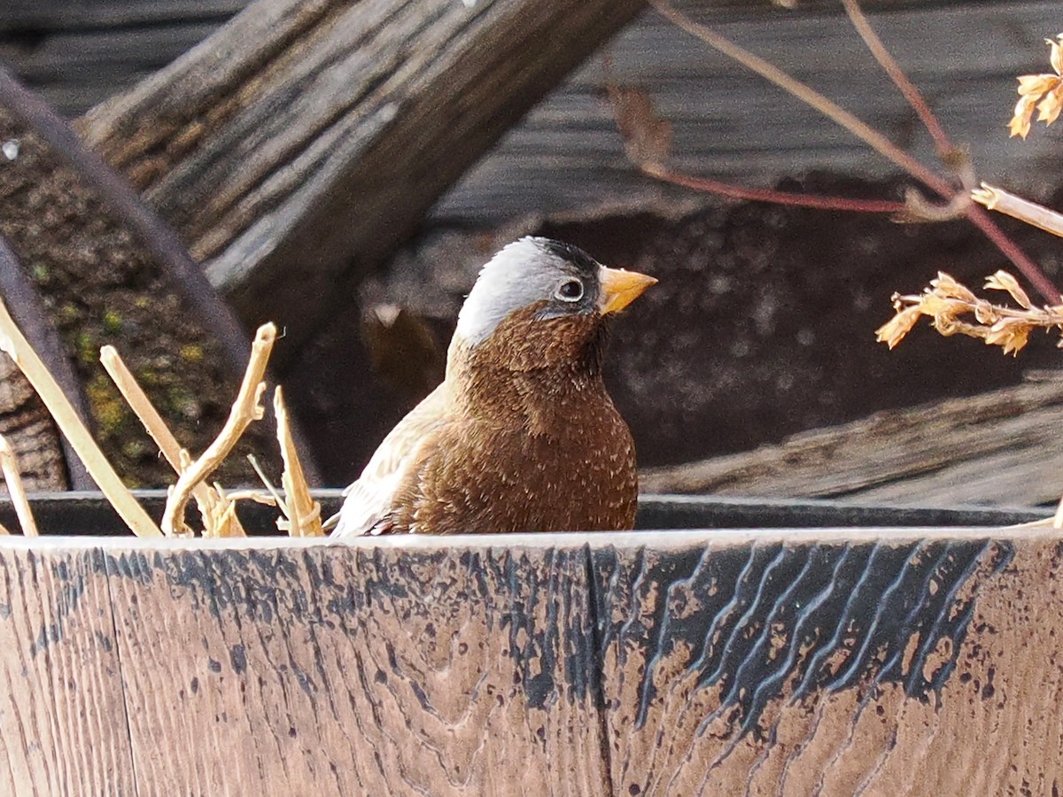 Gray-crowned Rosy-Finch (Gray-crowned) - ML647696997