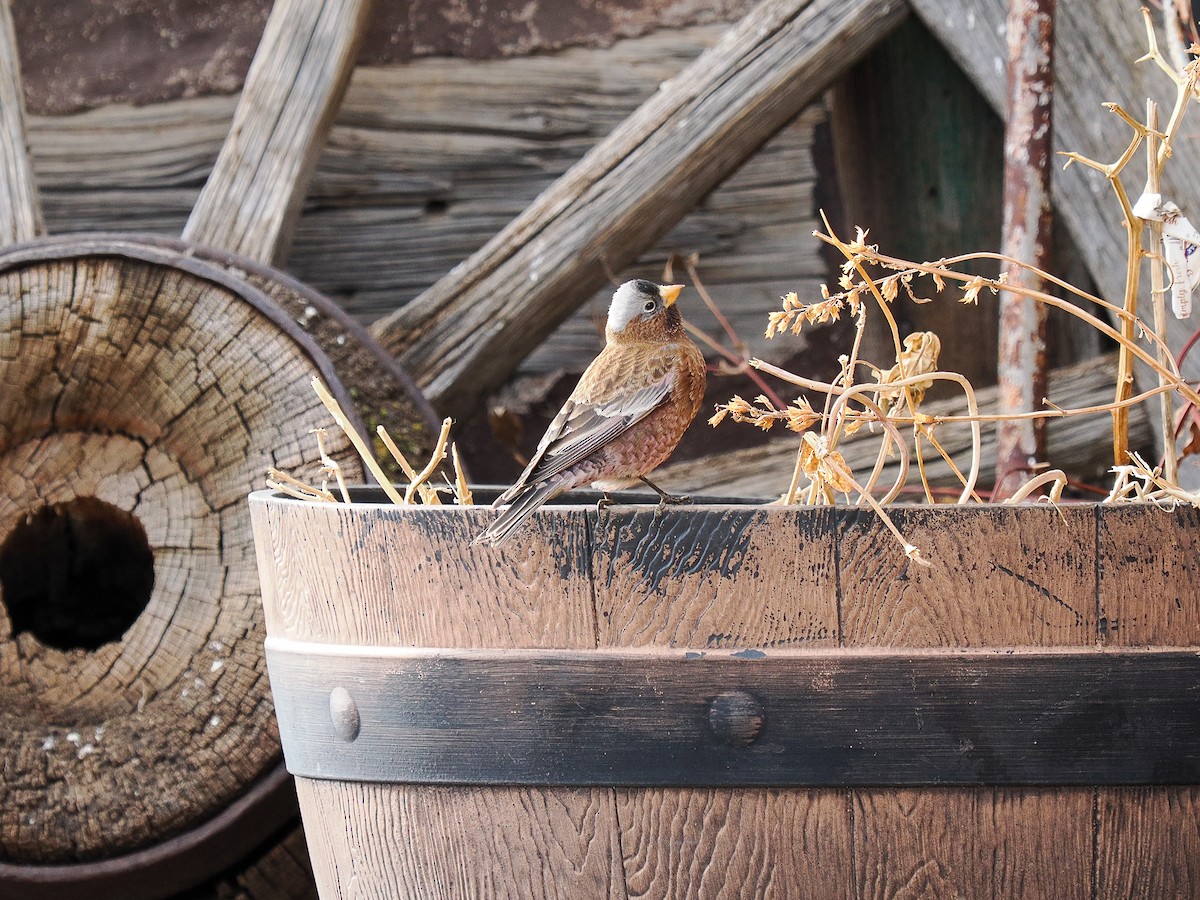 Gray-crowned Rosy-Finch (Gray-crowned) - ML647696998
