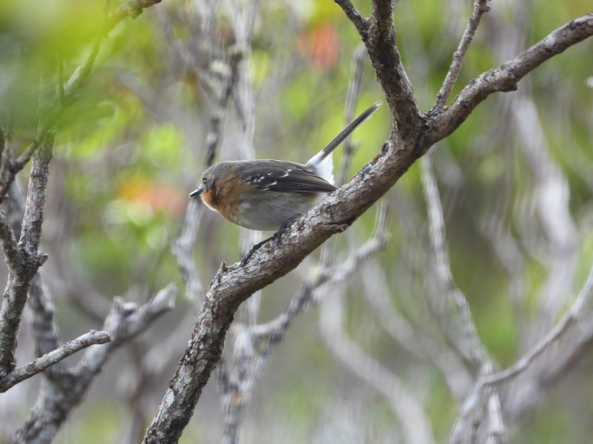 Kauai Elepaio - ML647697035