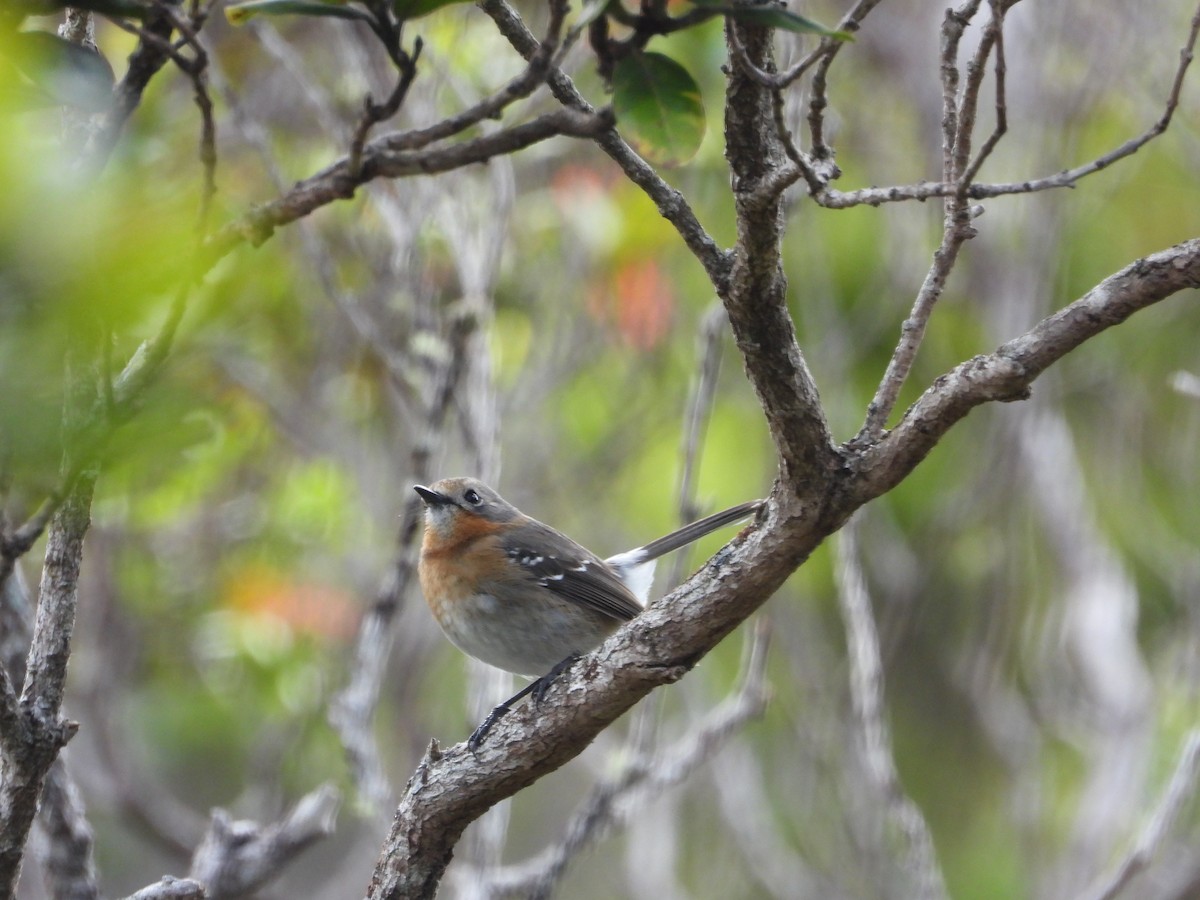 Kauai Elepaio - ML647697036