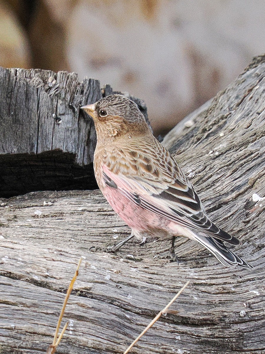 Brown-capped Rosy-Finch - ML647697039