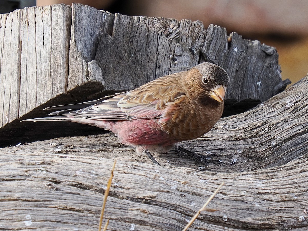 Brown-capped Rosy-Finch - ML647697040