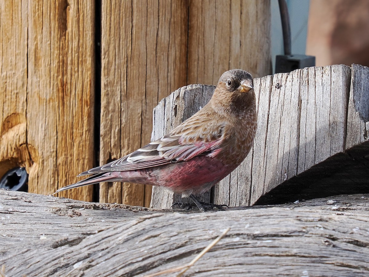 Brown-capped Rosy-Finch - ML647697041