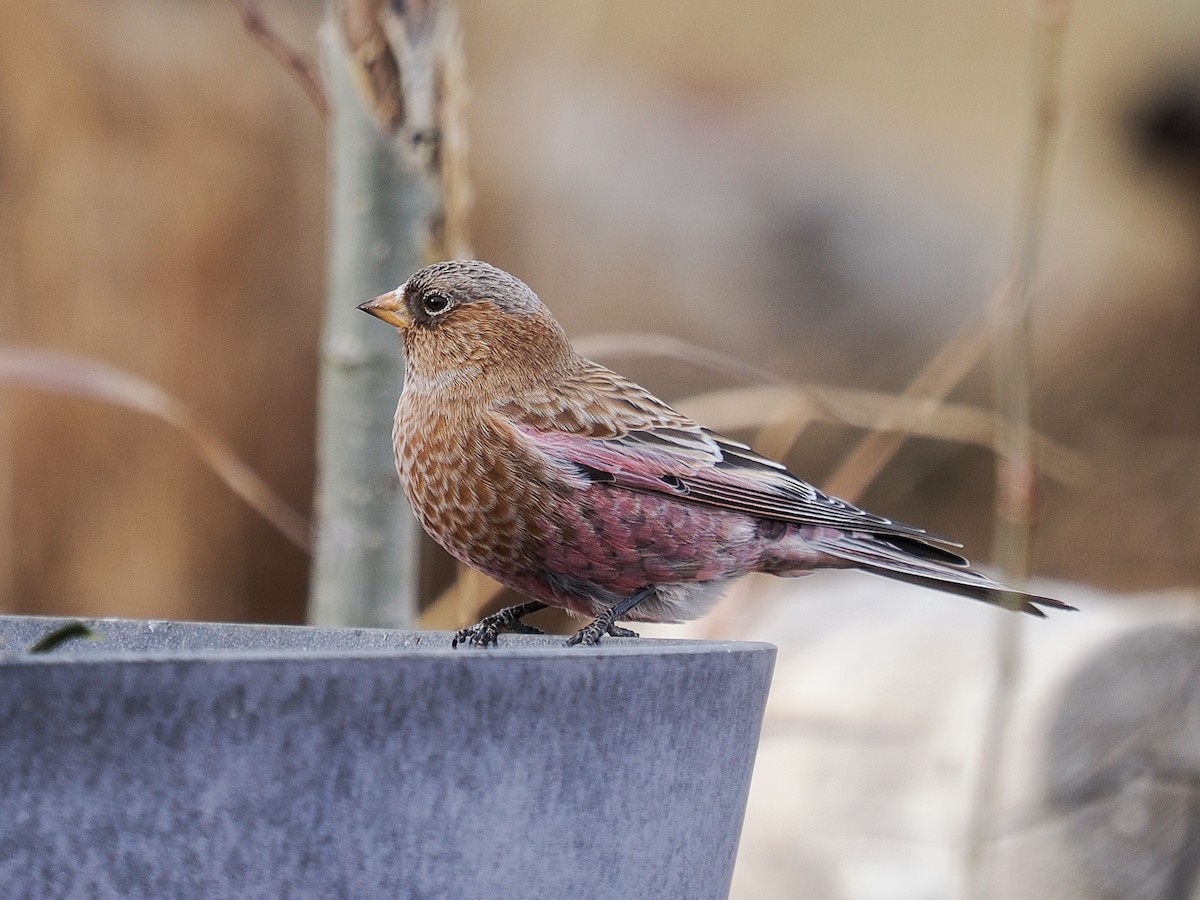 Brown-capped Rosy-Finch - ML647697042