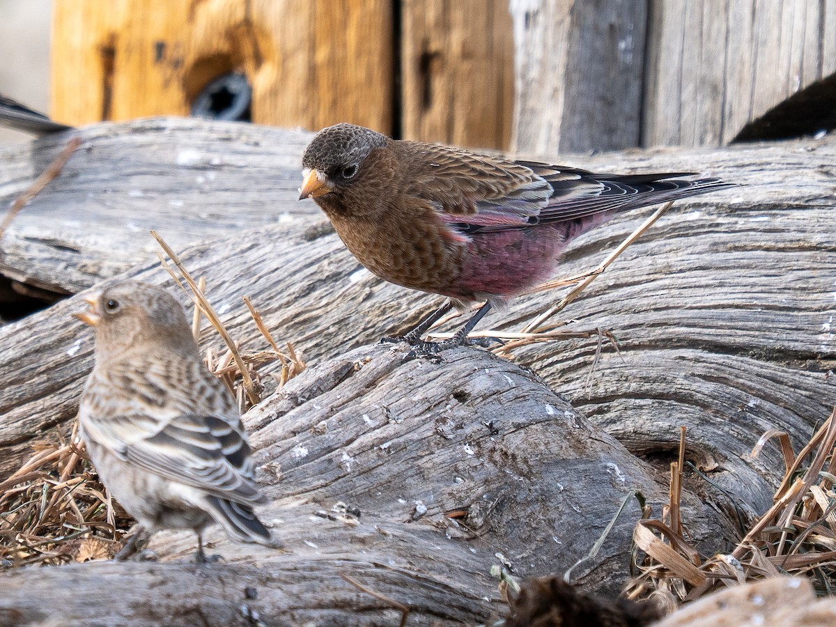 Brown-capped Rosy-Finch - ML647697043