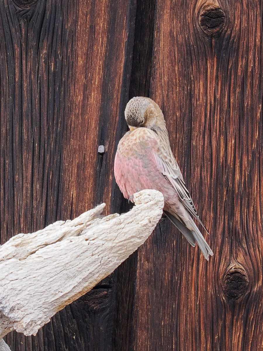 Brown-capped Rosy-Finch - ML647697044