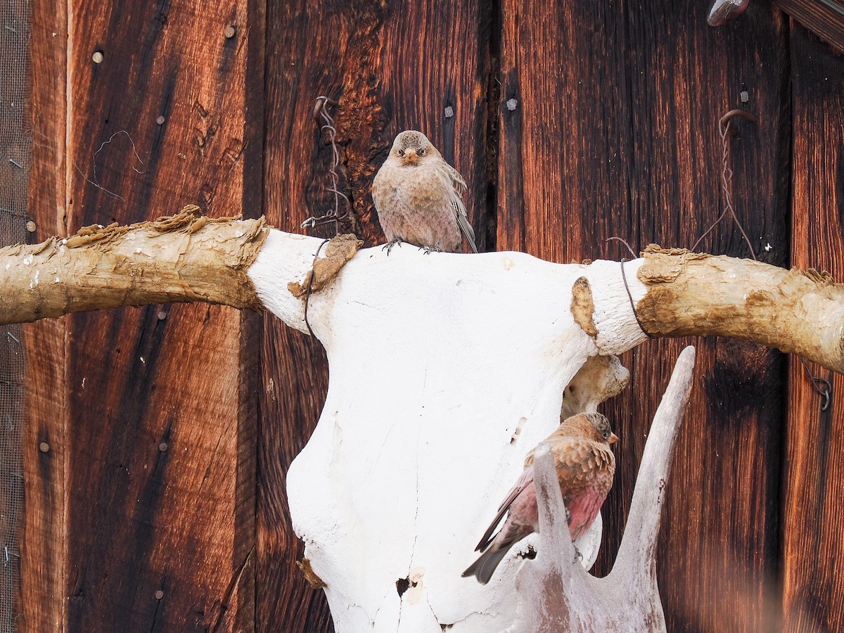 Brown-capped Rosy-Finch - ML647697045
