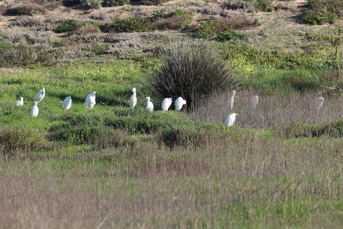 Little Egret - ML647697048