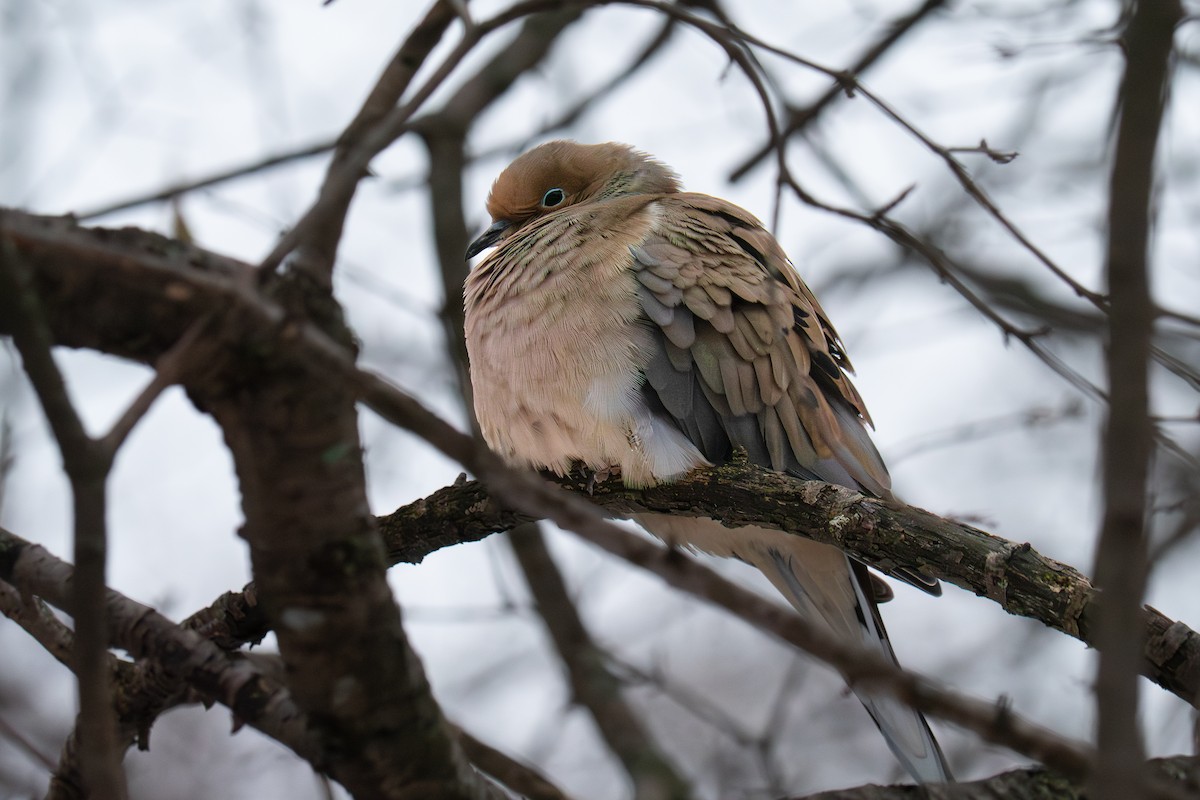 Mourning Dove - ML647697049