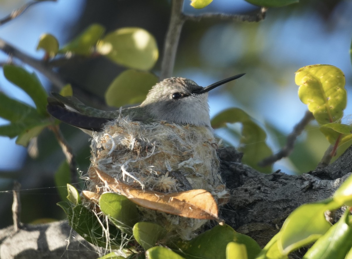 Costa's Hummingbird - ML647697050