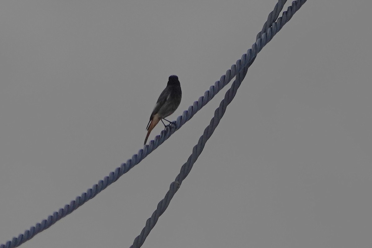 Black Redstart - ML647697051