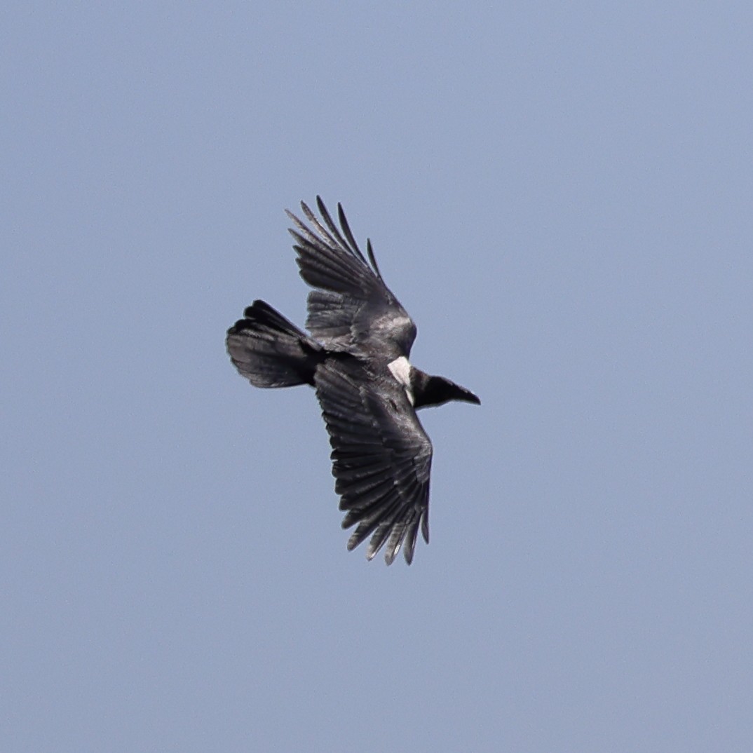 Pied Crow - ML647697052