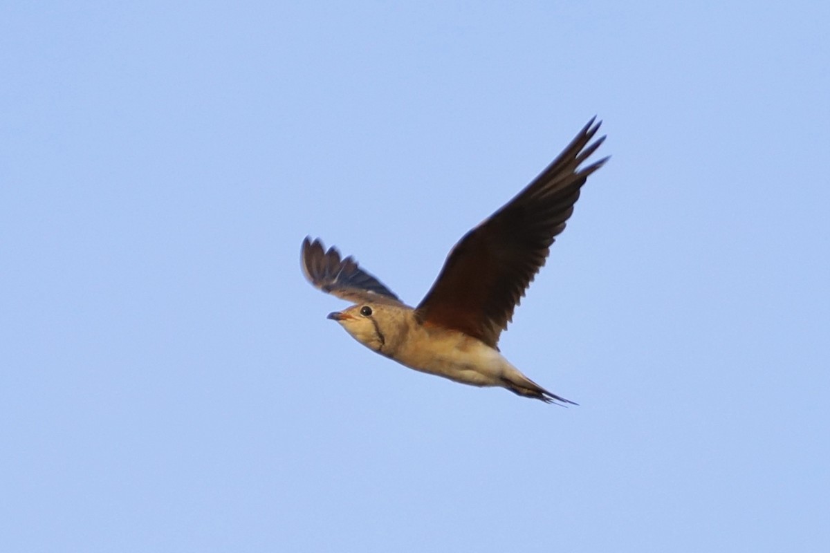 Oriental Pratincole - ML647697055