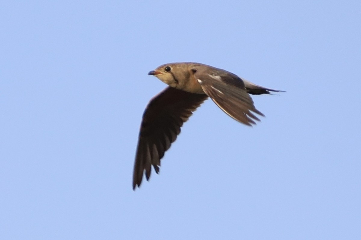 Oriental Pratincole - ML647697056