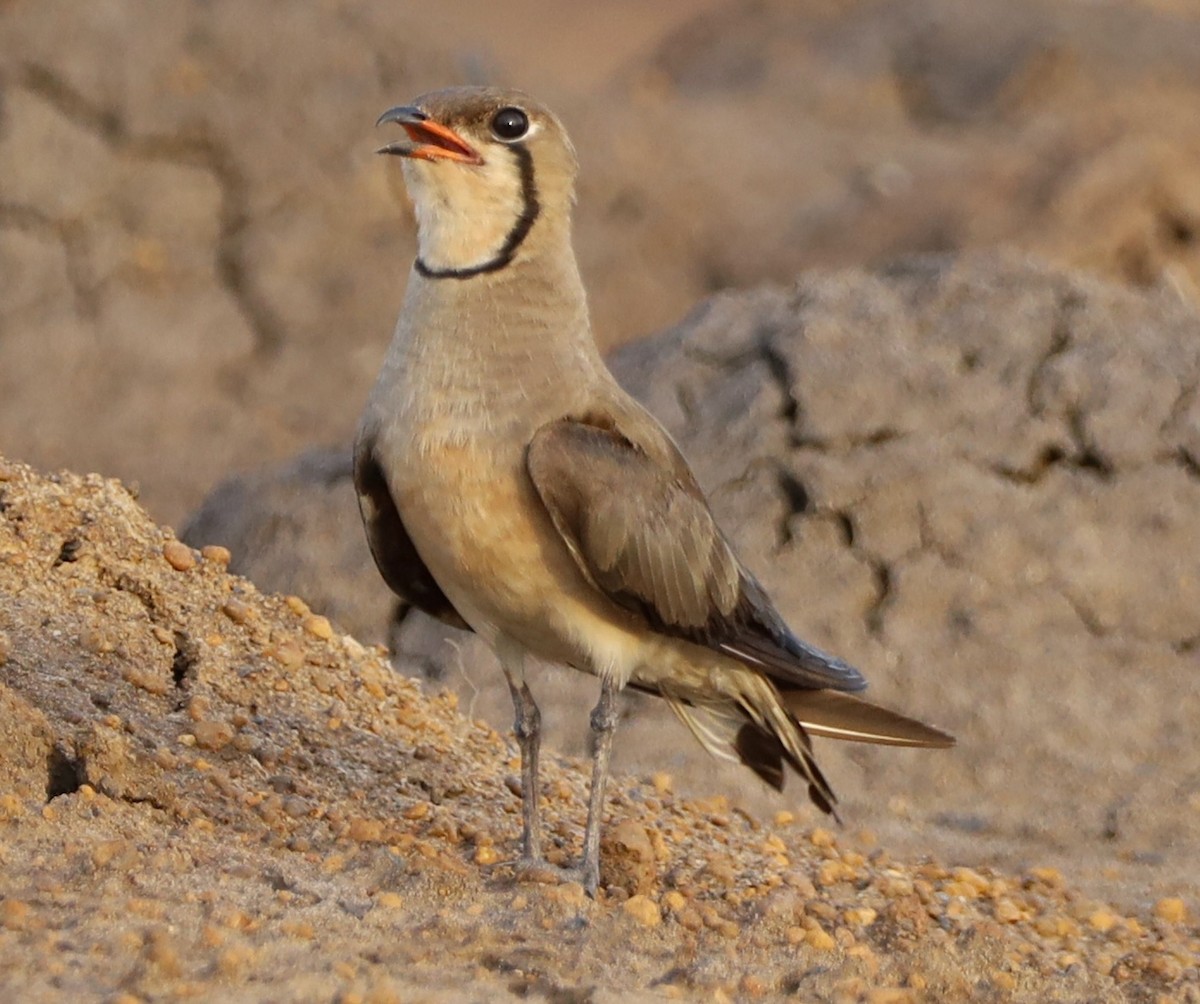 Oriental Pratincole - ML647697057