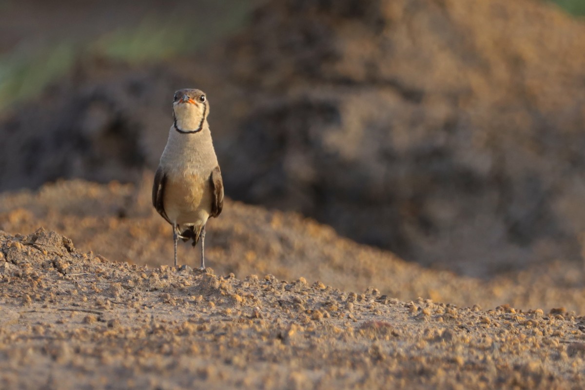 Oriental Pratincole - ML647697058