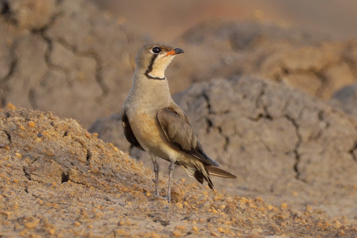Oriental Pratincole - ML647697059