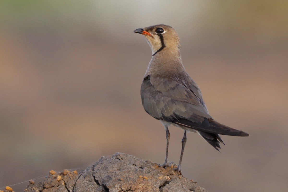 Oriental Pratincole - ML647697060