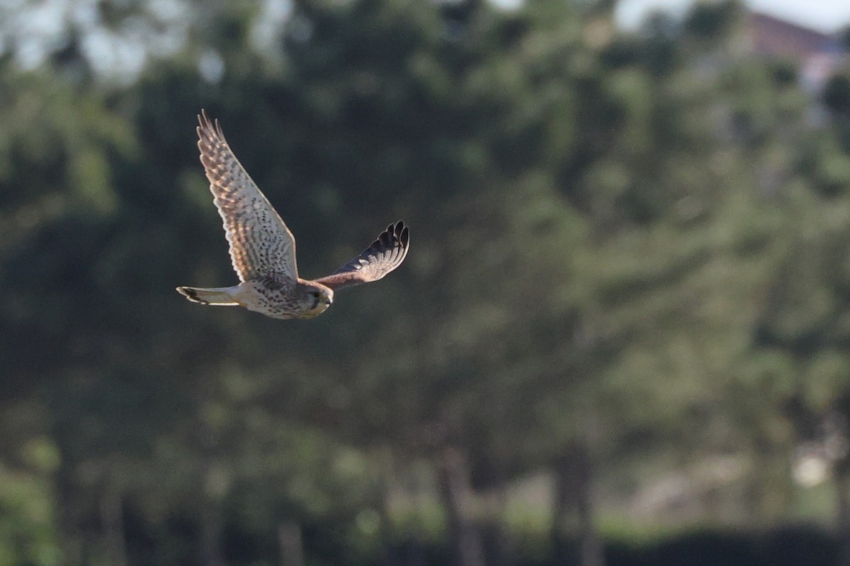 Eurasian Kestrel - ML647697061