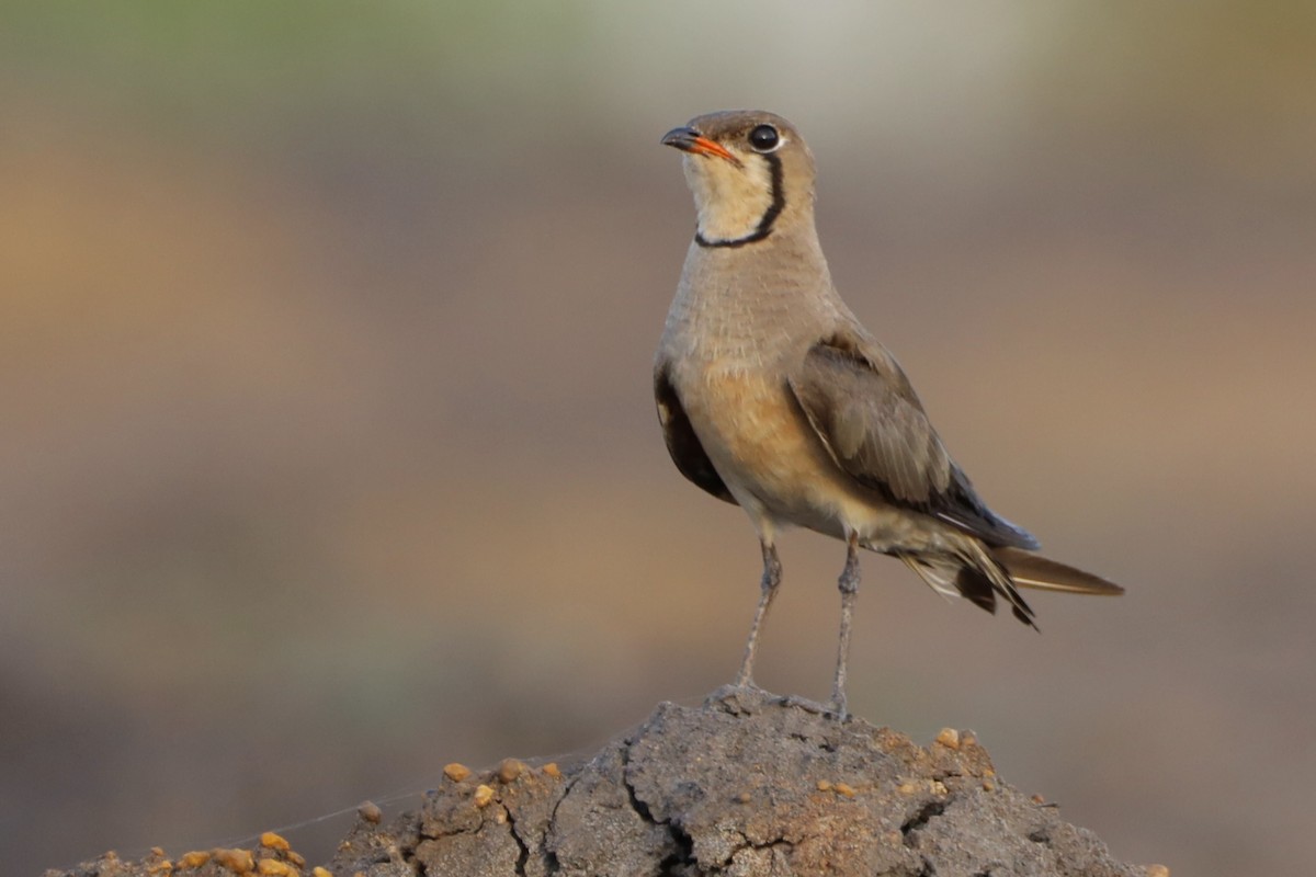 Oriental Pratincole - ML647697062