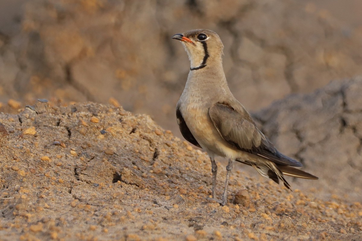 Oriental Pratincole - ML647697063