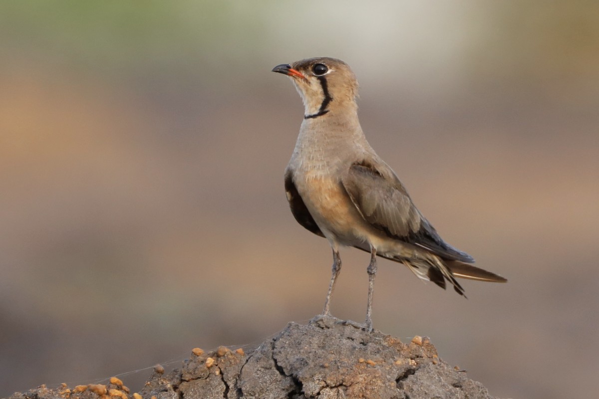 Oriental Pratincole - ML647697064