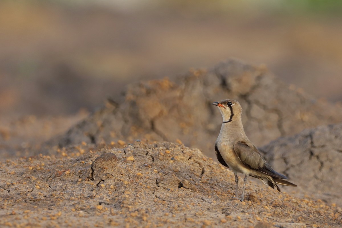 Oriental Pratincole - ML647697065