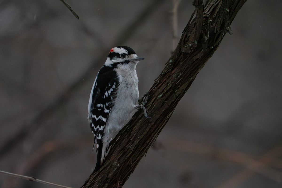 Downy Woodpecker - ML647697067
