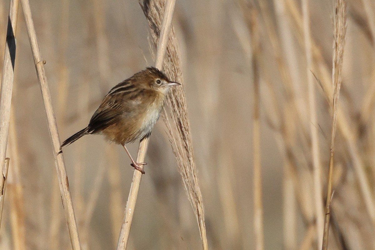 Zitting Cisticola - ML647697070