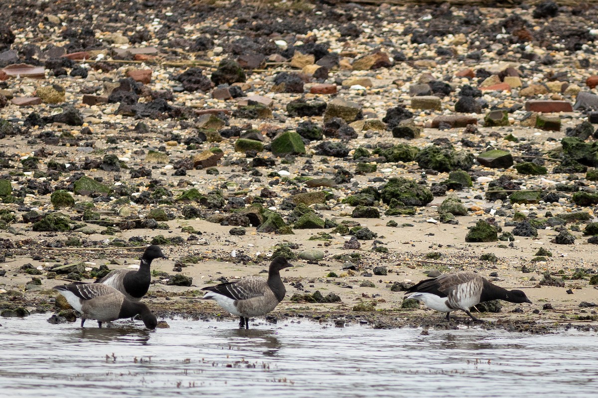 Brant - ML647697071