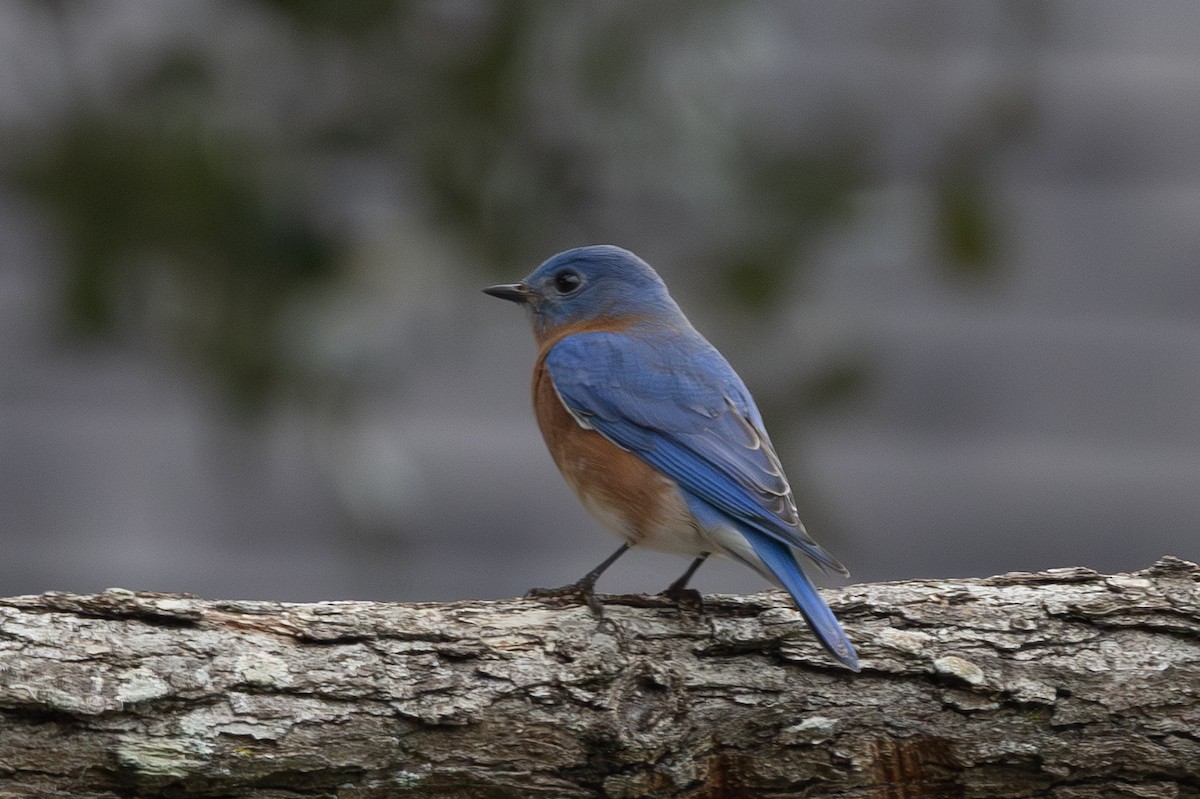 Eastern Bluebird - ML647697072